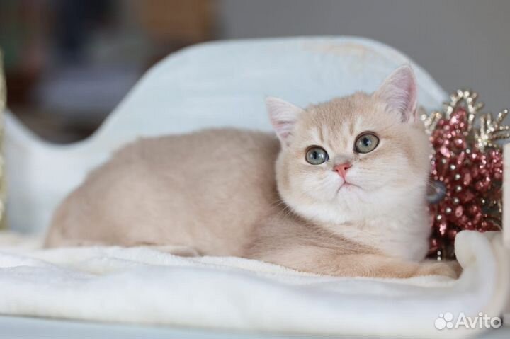 Британские котята золотая шиншилла