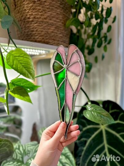 Alocasia Bambino Pink Variegated