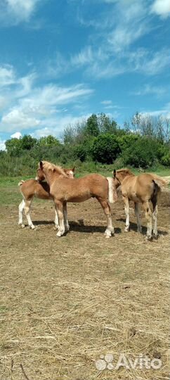 Кобыла жеребая