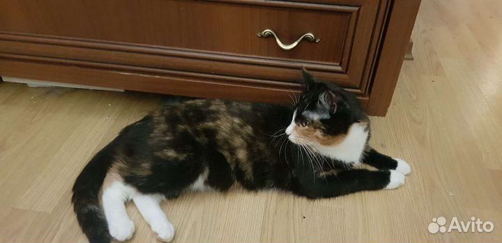 Трехцветка Бонечка 1год привита, стерилизованна