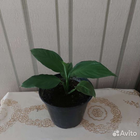 Комнатные цветы