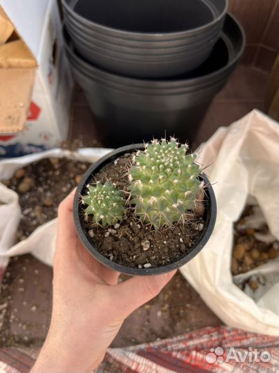 Кактус, 7-8 см высотой