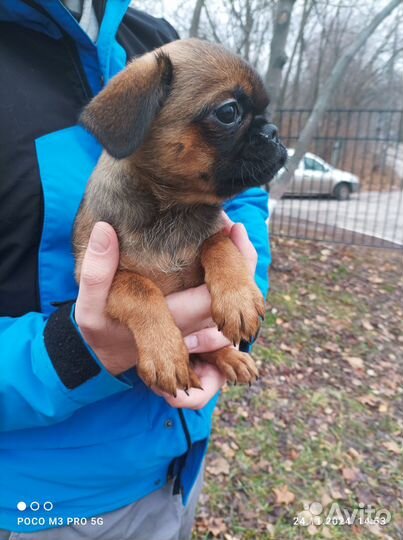 Пти брабансон