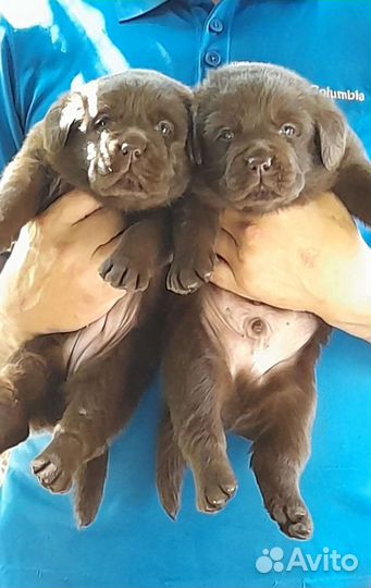 Лабродорчики от красивых родителей