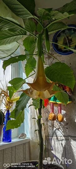 Бругмансия