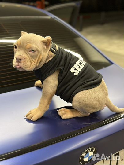 Американский булли покет экзот