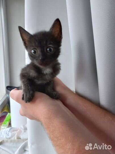 Котёнок Бегемот