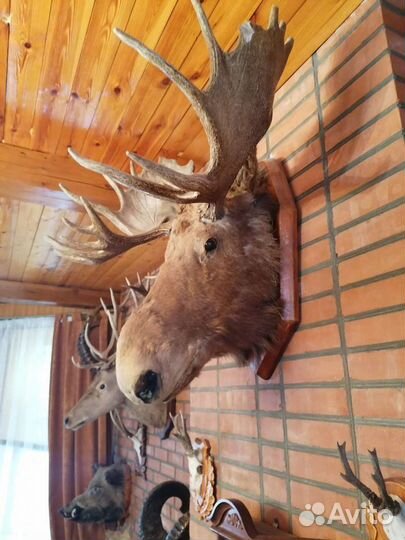 Чучело голова Лося на щите