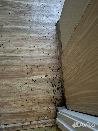 Уничтожение клопов,тараканов,плесени.Дезинфекция