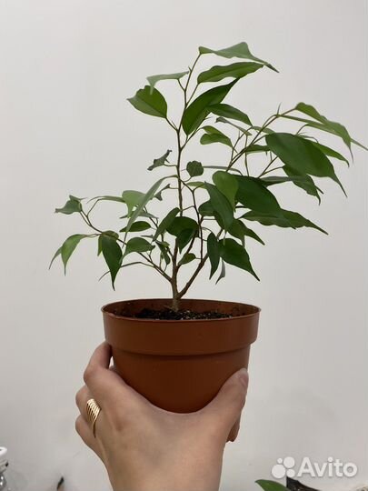 Фикус бенджамина
