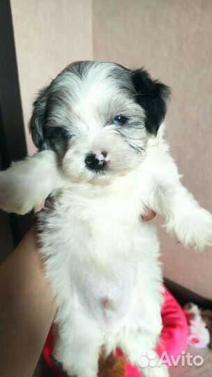 Микро и мини мальтипу