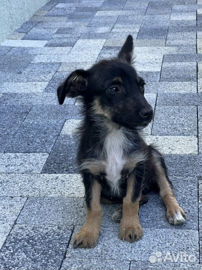 Щенок в добрые руки