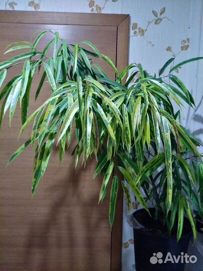 Фикус Али Амстел Грин Голд