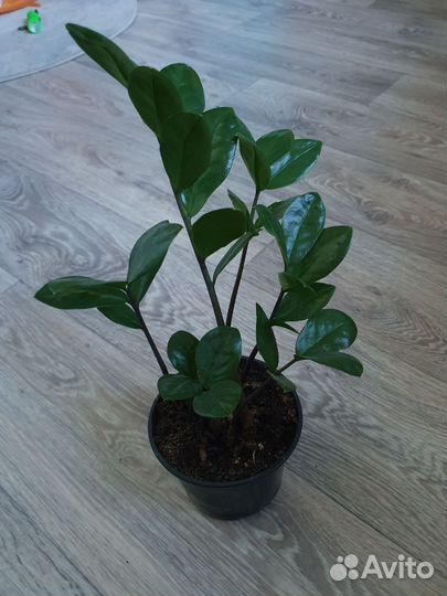 Замиокулькас