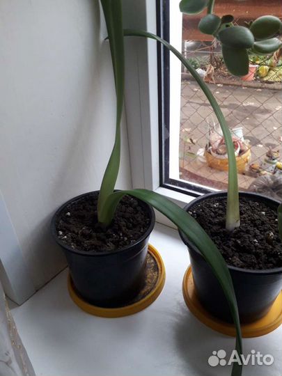 Гиппиаструм