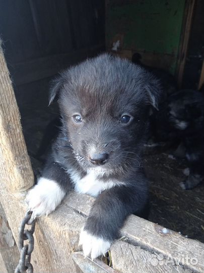 Отдам в добрые руки