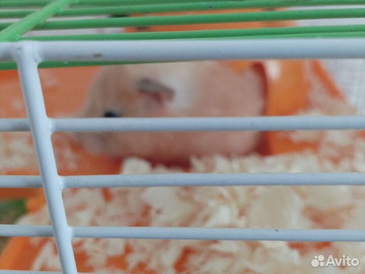 Клетка для грызунов бесплатно отдам