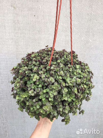 Каллизия зелёная в кашпо