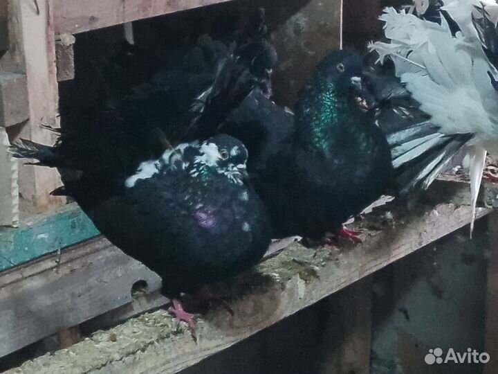 Птицы голуби