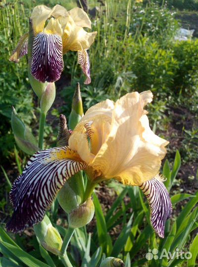 Многолетние цветы для сада