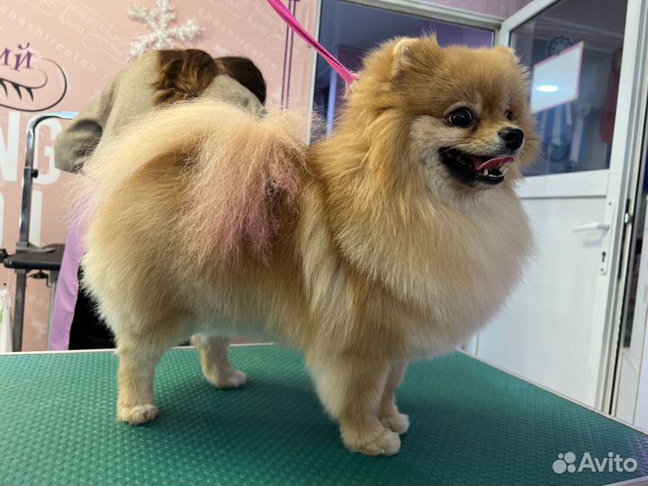 Нужны модели на груминга