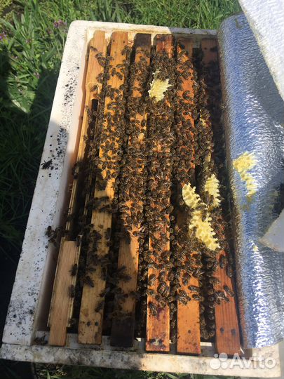 Улей 6-рамочный ппс для пчел,отводков,пчелопакетов