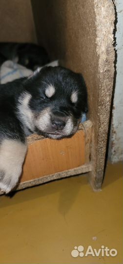 Щенки Хаски