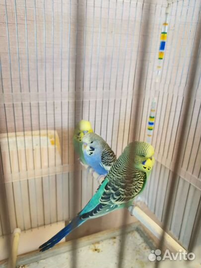 Выставочные волнистые попугаи