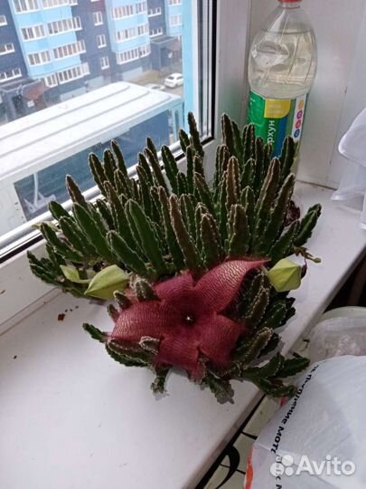 Стапелия, суккулент