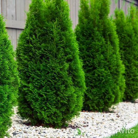 Туя брабант