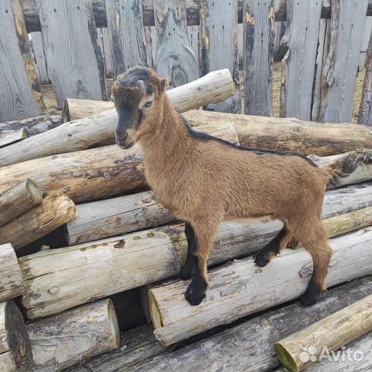 Козлики ламанча