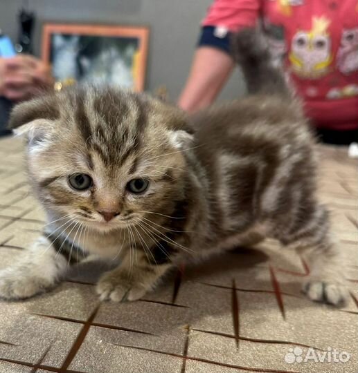 Шотландский котик