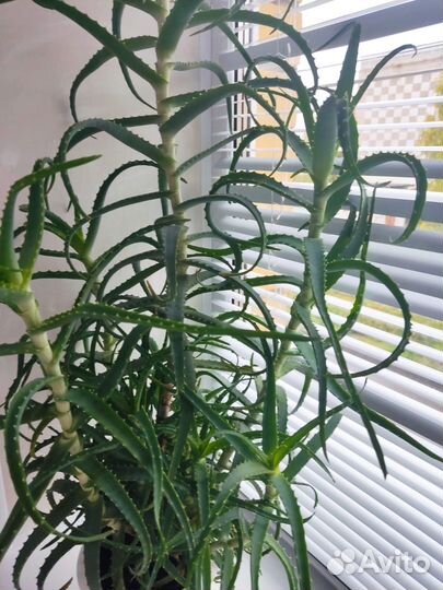 Алоэ (Древовидное) комнатное