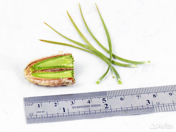 Кас-81 для пчёл