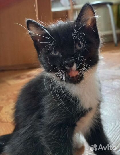 Отдам кошечку