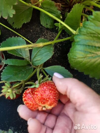 Клубника Магнус, Фейт, Москова