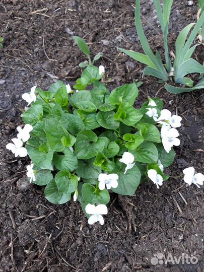 Многолетние садовые цветы