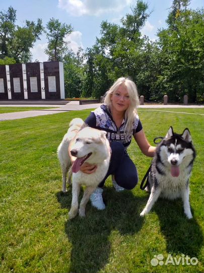 Передержка для собак