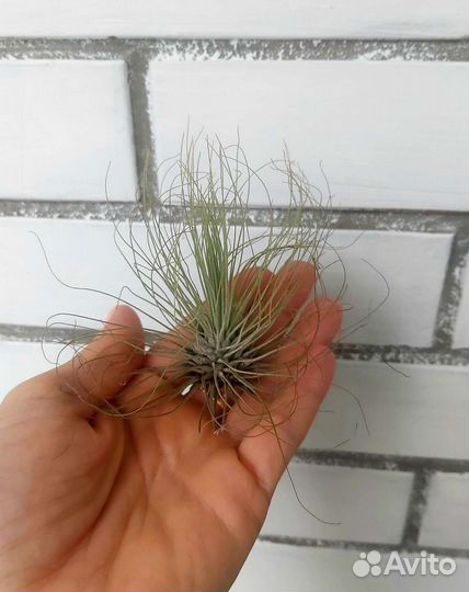 Тилландсия атмосферная