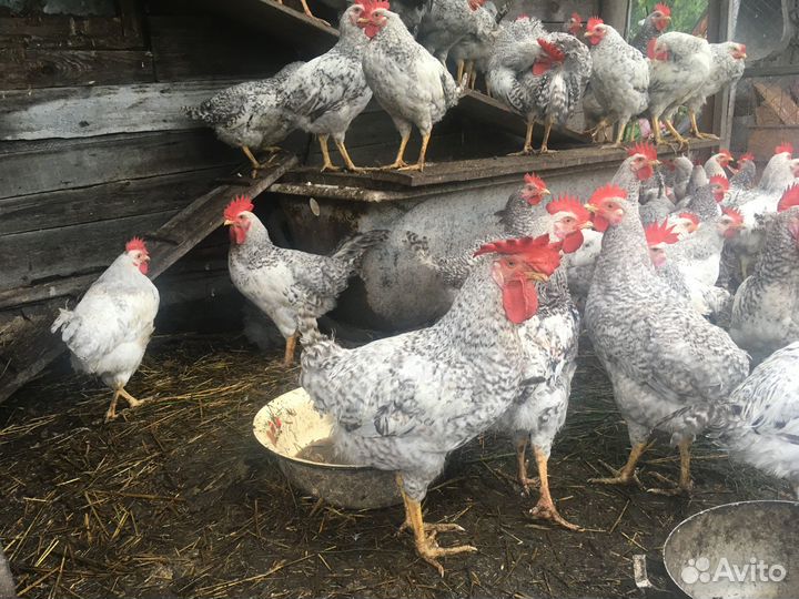 Петушки Борковская Барвистая (Леггорн серебристый)