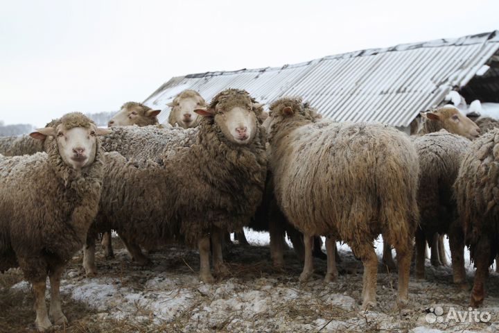 Бараны и овцы