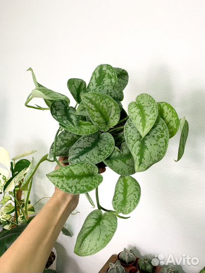 Сциндапсус пиктус экзотика