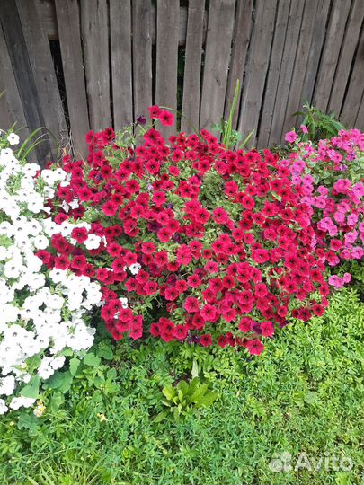 Петуния Тайдал Ред Велюр