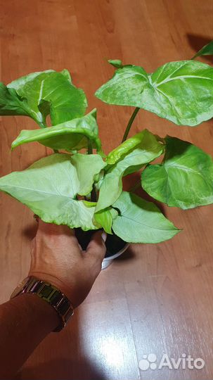 Сингониум данг нувен (Лайм Грин)