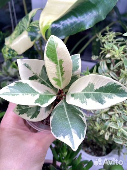 Фикус альбомаргината