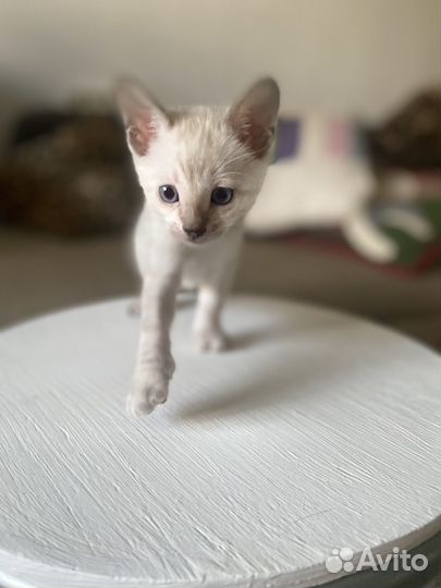 Бенгальские котята