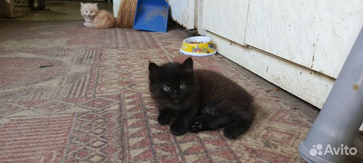 Кошки бесплатно