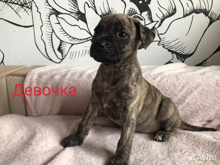 Щенки питбуля