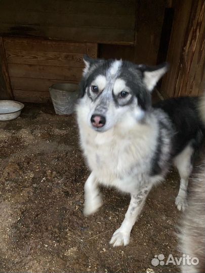 Сибирский хаски