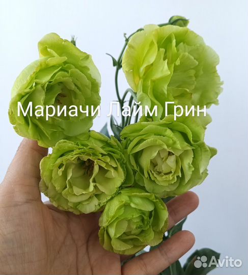 Эустома рассада